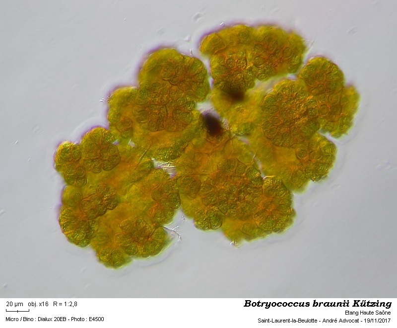 Botryococcus braunii Kützing #52633