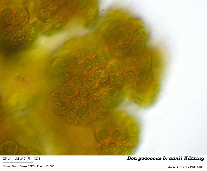 Botryococcus braunii Kützing #52634