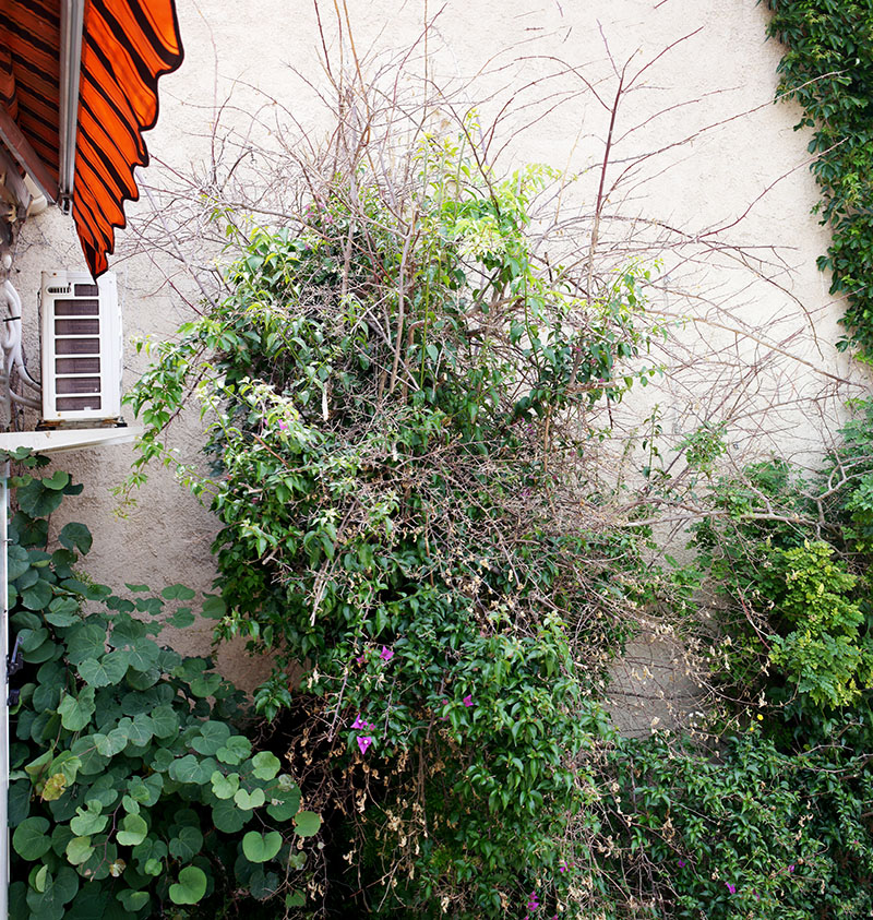 Bougainvillea spectabilis #55128