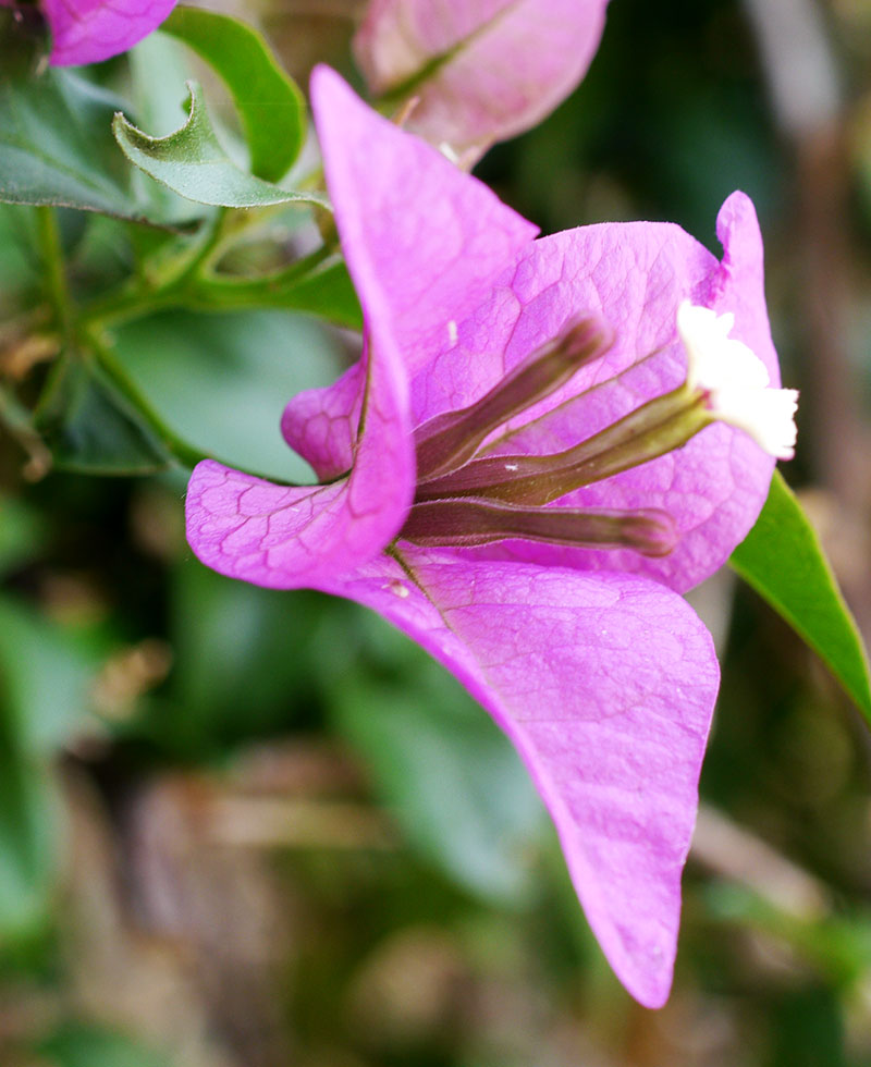 Bougainvillea spectabilis #55132