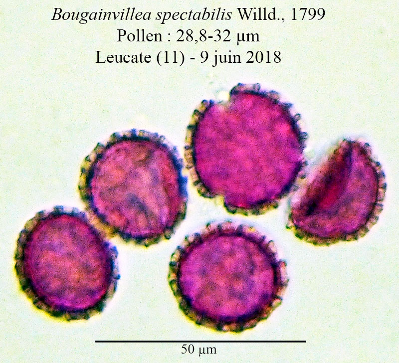 Bougainvillea spectabilis #55135