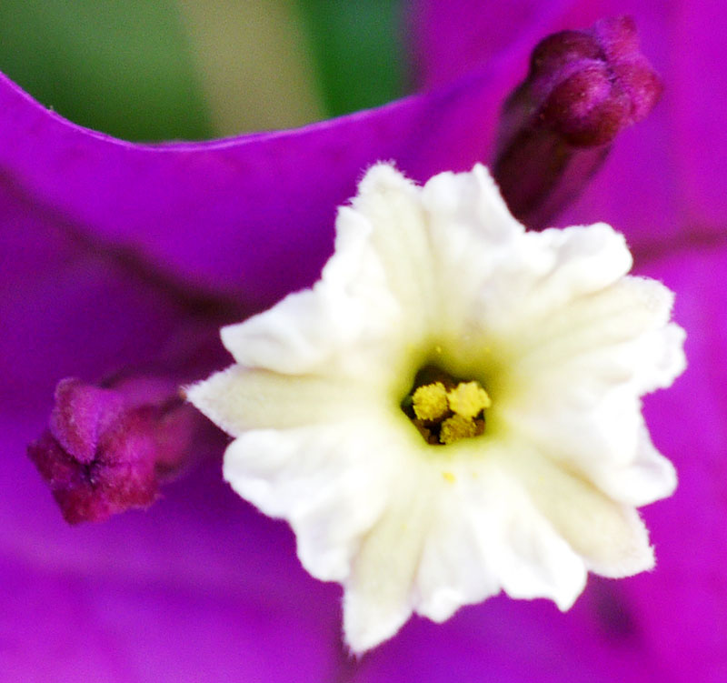 Bougainvillea spectabilis #55134