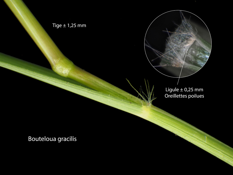 Bouteloua gracilis – Le Bouteloua grêle #71191