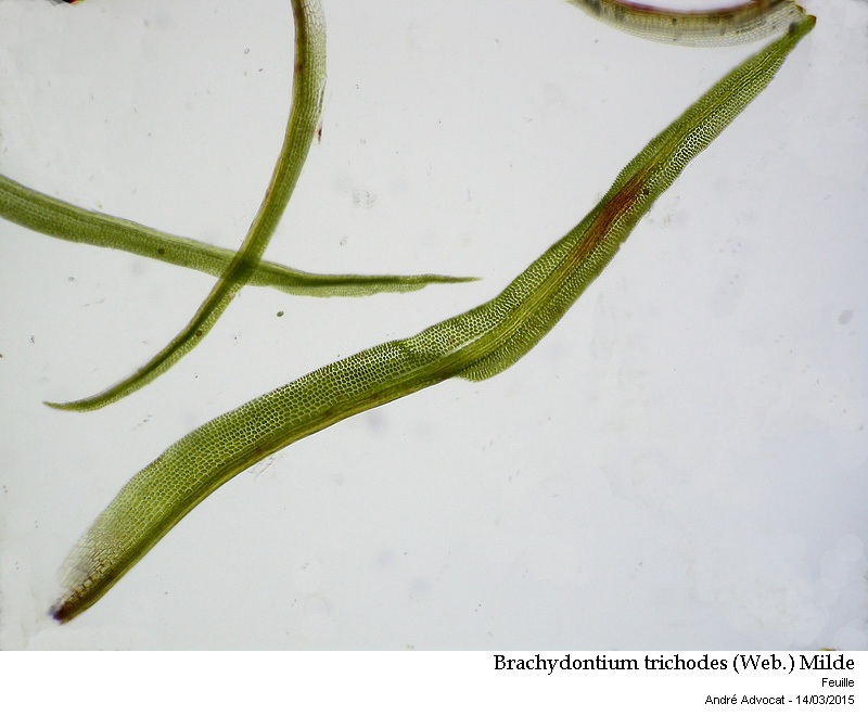 Brachydontium trichodes (Web.) Milde #40840