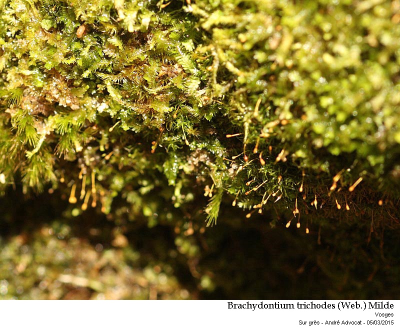 Brachydontium trichodes (Web.) Milde #40837