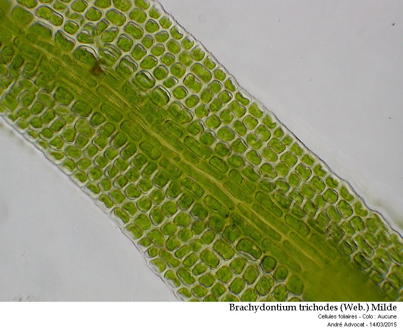 Brachydontium trichodes (Web.) Milde #40841