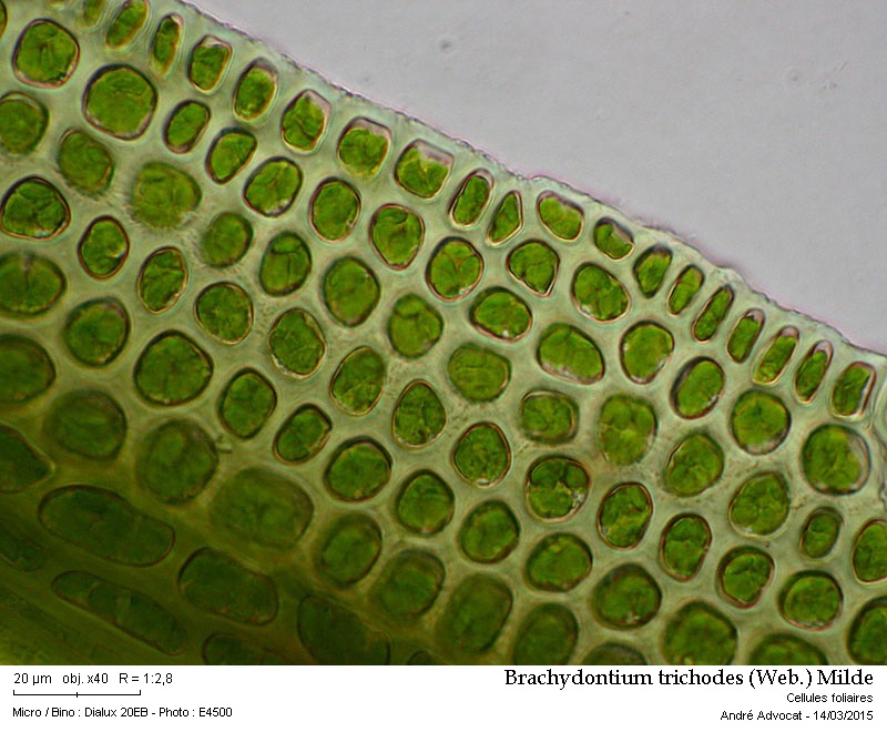 Brachydontium trichodes (Web.) Milde #40842