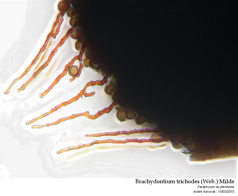 Brachydontium trichodes (Web.) Milde #40849