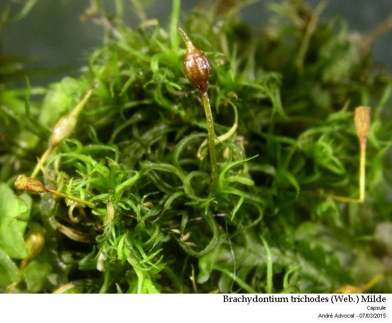 Brachydontium trichodes (Web.) Milde #40839