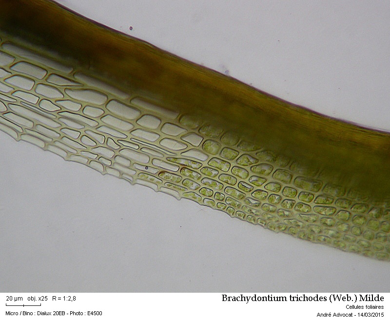 Brachydontium trichodes (Web.) Milde #40844