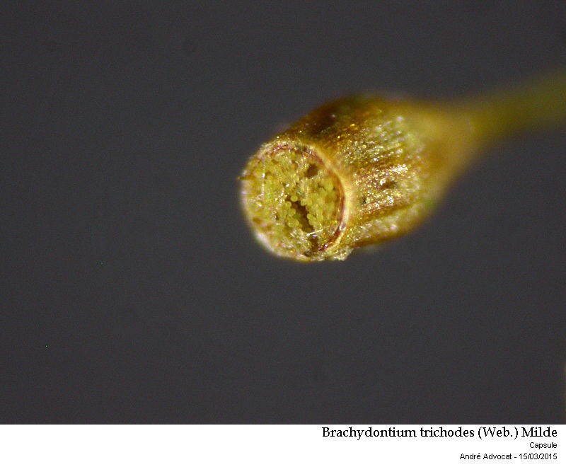 Brachydontium trichodes (Web.) Milde #40847