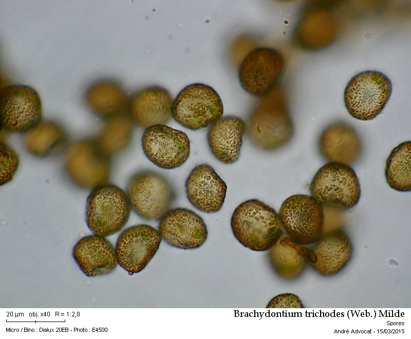 Brachydontium trichodes (Web.) Milde #40848