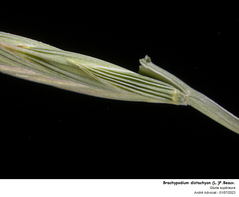 Brachypodium distachyon (L.) P. Beauv. #75120