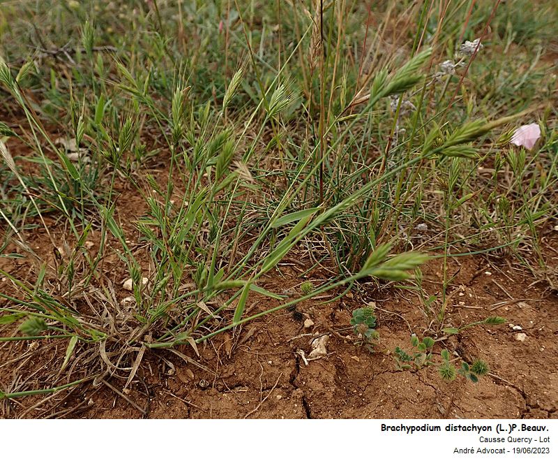 Brachypodium distachyon (L.) P. Beauv. #75112