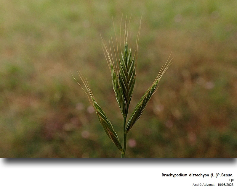 Brachypodium distachyon (L.) P. Beauv. #75114
