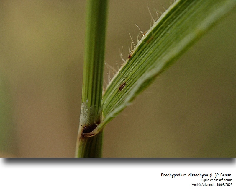 Brachypodium distachyon (L.) P. Beauv. #75115