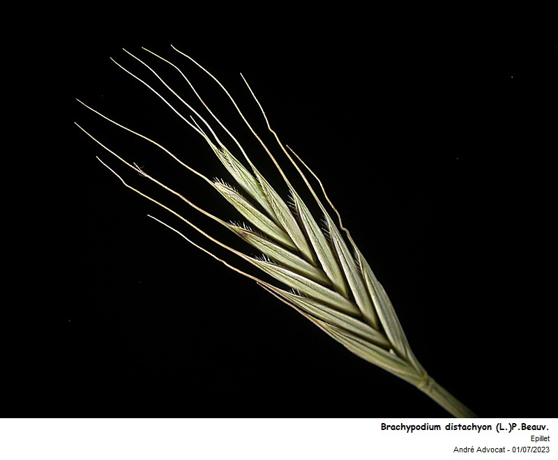 Brachypodium distachyon (L.) P. Beauv. #75117