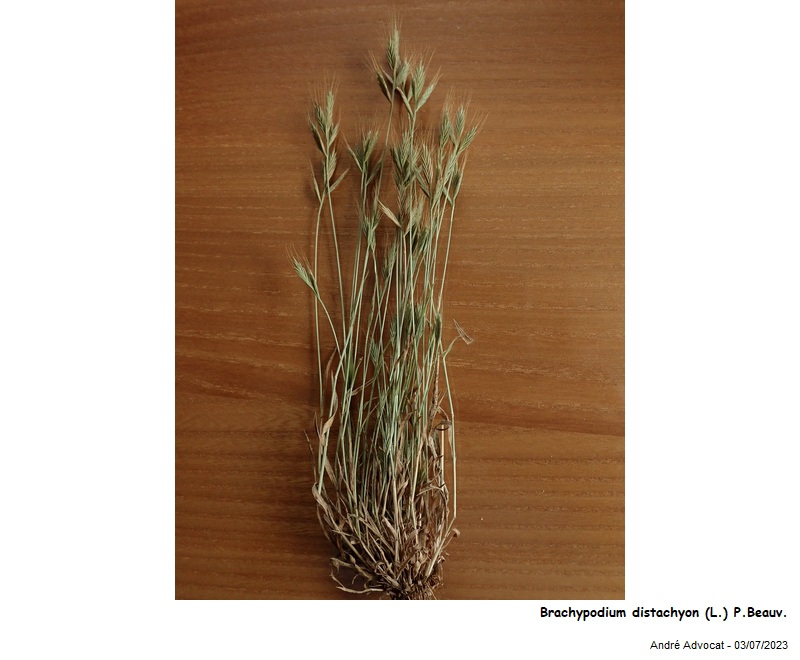 Brachypodium distachyon (L.) P. Beauv. #75113