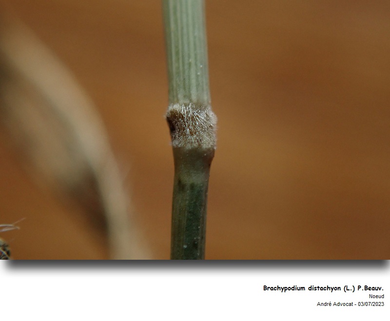 Brachypodium distachyon (L.) P. Beauv. #75116