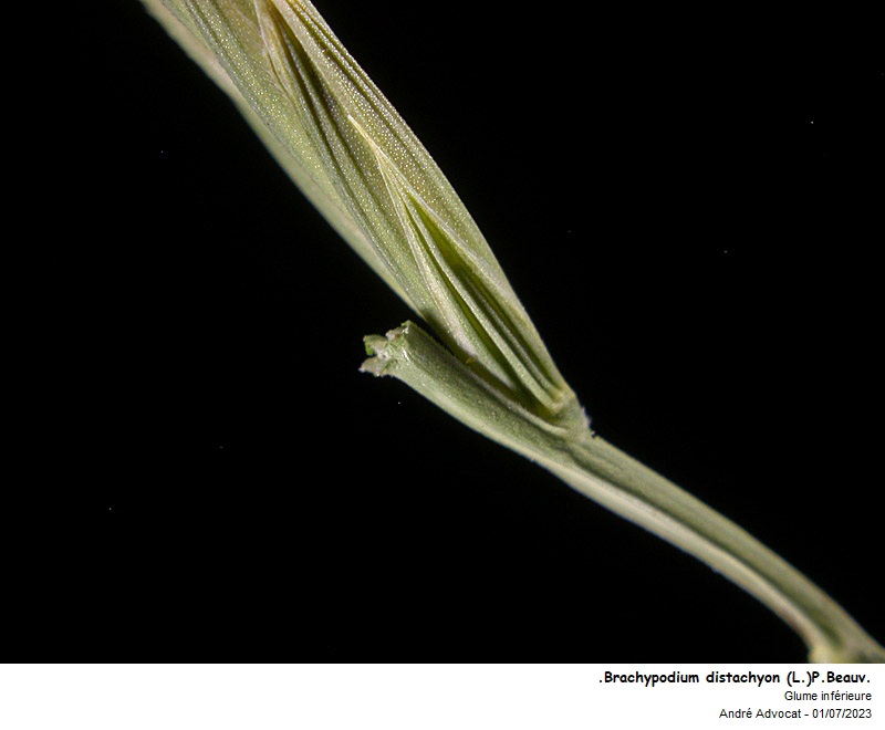 Brachypodium distachyon (L.) P. Beauv. #75119