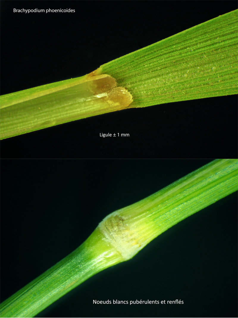Brachypodium phoenicoides (L.) Rem. & Schult. #64263