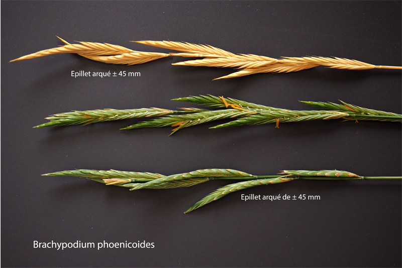 Brachypodium phoenicoides (L.) Rem. & Schult. #64265