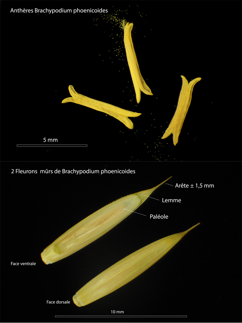 Brachypodium phoenicoides (L.) Rem. & Schult. #64264