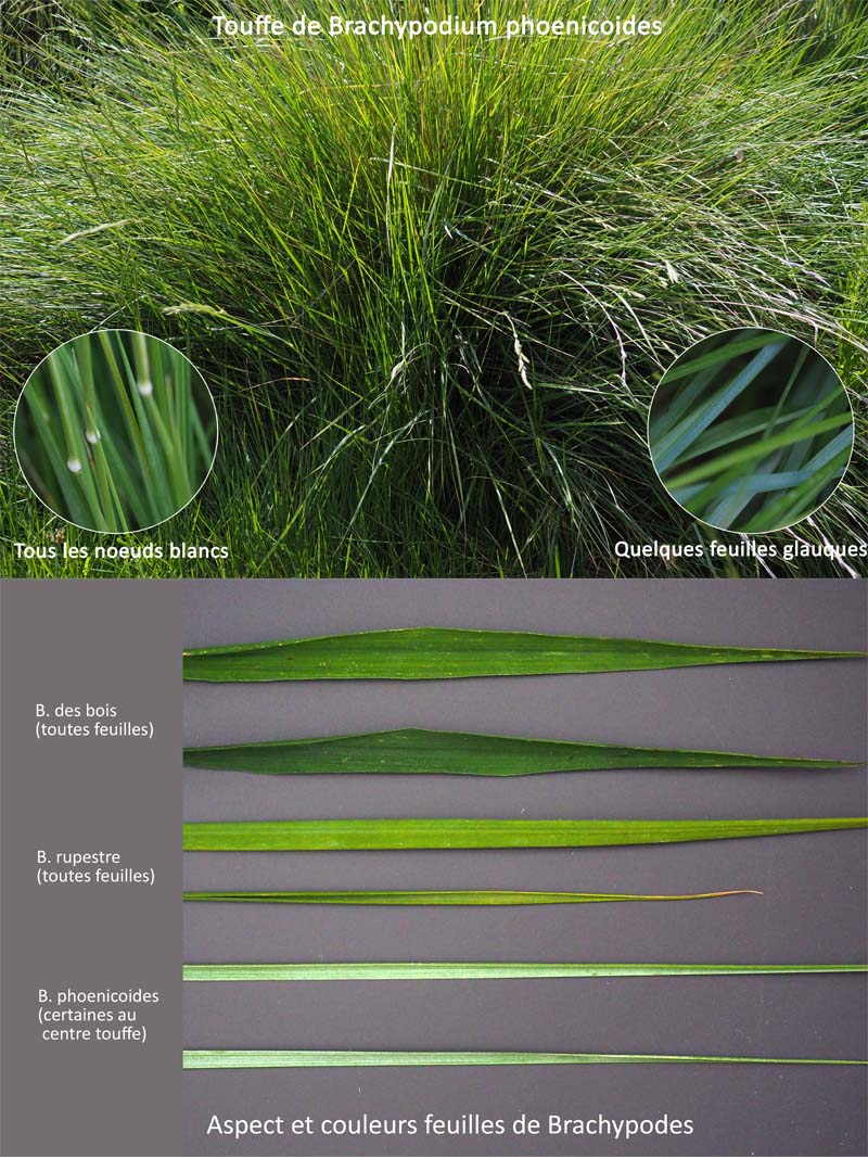 Brachypodium phoenicoides (L.) Rem. & Schult. #64261