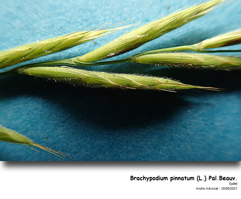 Brachypodium pinnatum (L.) P.Beauv. #71383