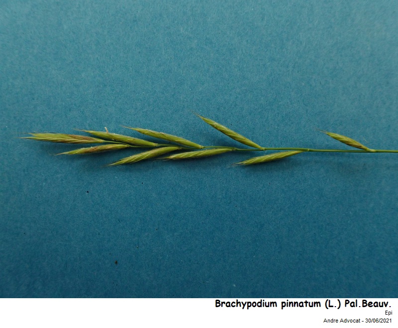 Brachypodium pinnatum (L.) P.Beauv. #71384