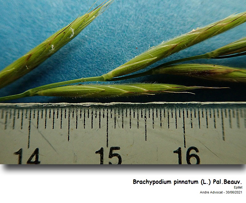 Brachypodium pinnatum (L.) P.Beauv. #71382