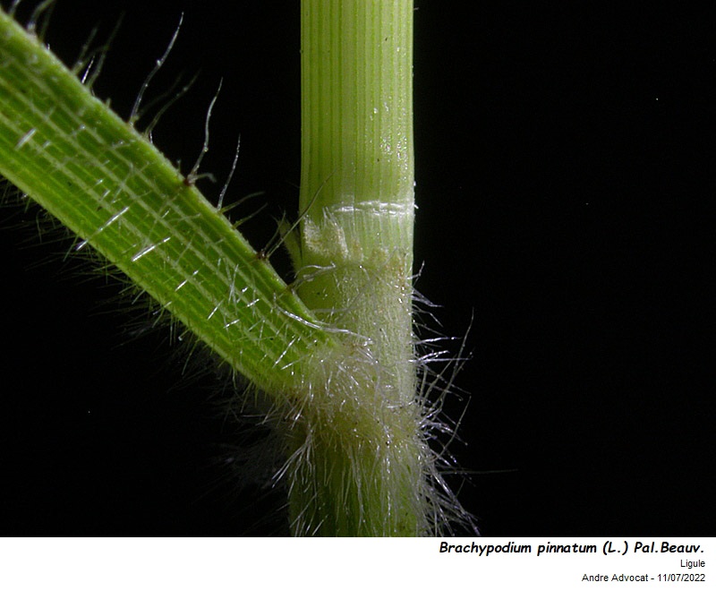 Brachypodium pinnatum (L.) P.Beauv. #71386