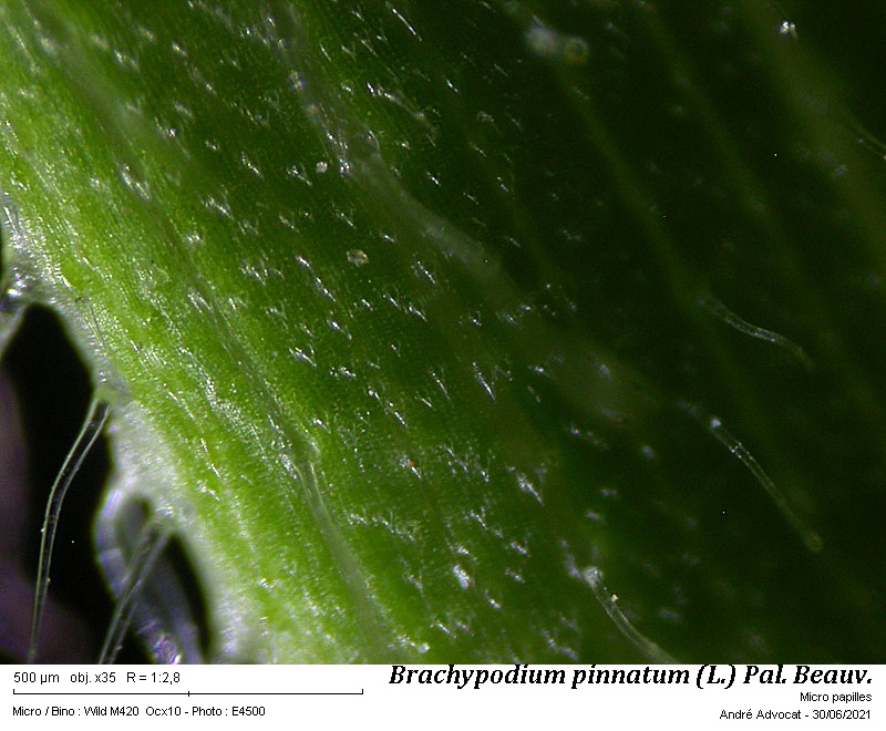 Brachypodium pinnatum (L.) P.Beauv. #71387