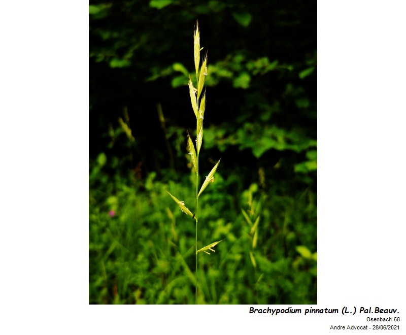 Brachypodium pinnatum (L.) P.Beauv. #71381