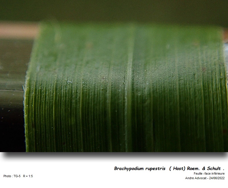 Brachypodium rupestre  ( Host) Roem. & Schult . #71306
