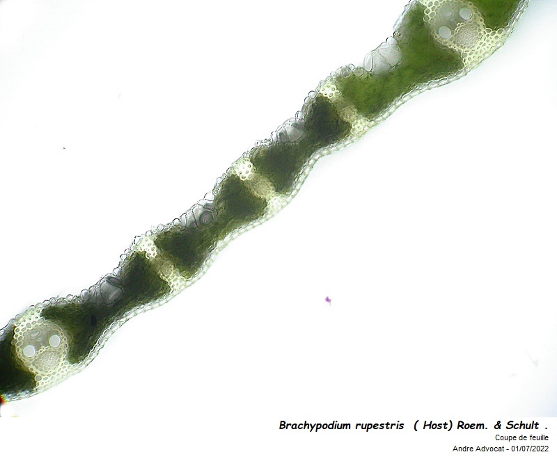 Brachypodium rupestre  ( Host) Roem. & Schult . #71307