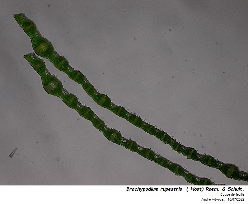 Brachypodium rupestre  ( Host) Roem. & Schult . #71310