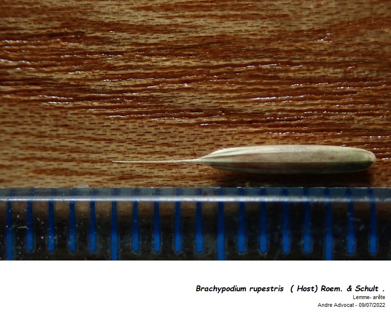 Brachypodium rupestre  ( Host) Roem. & Schult . #71308