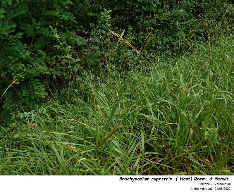 Brachypodium rupestre  ( Host) Roem. & Schult . #71305