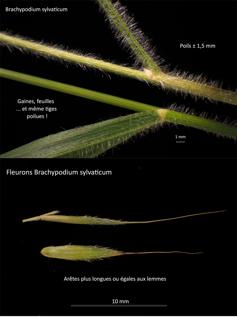 Brachypodium sylvaticum (Huds.) P. - Le Brachypode des bois #67768