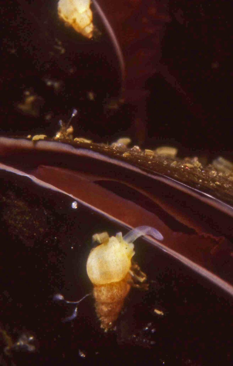 Brachystomia scalaris #59111