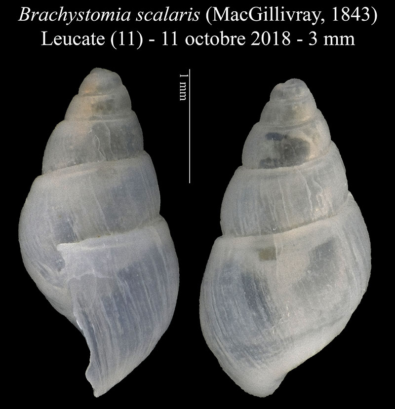 Brachystomia scalaris #59089