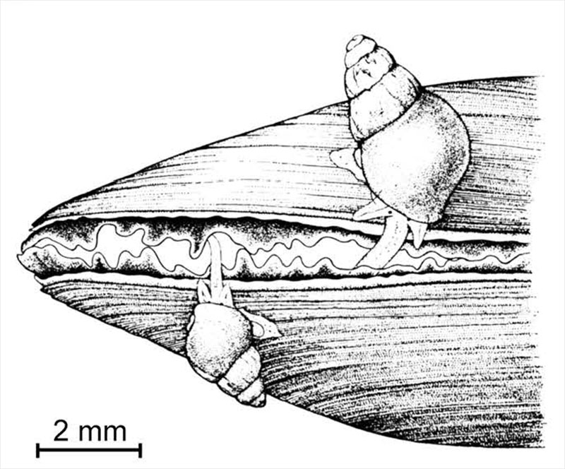 Brachystomia scalaris #59090