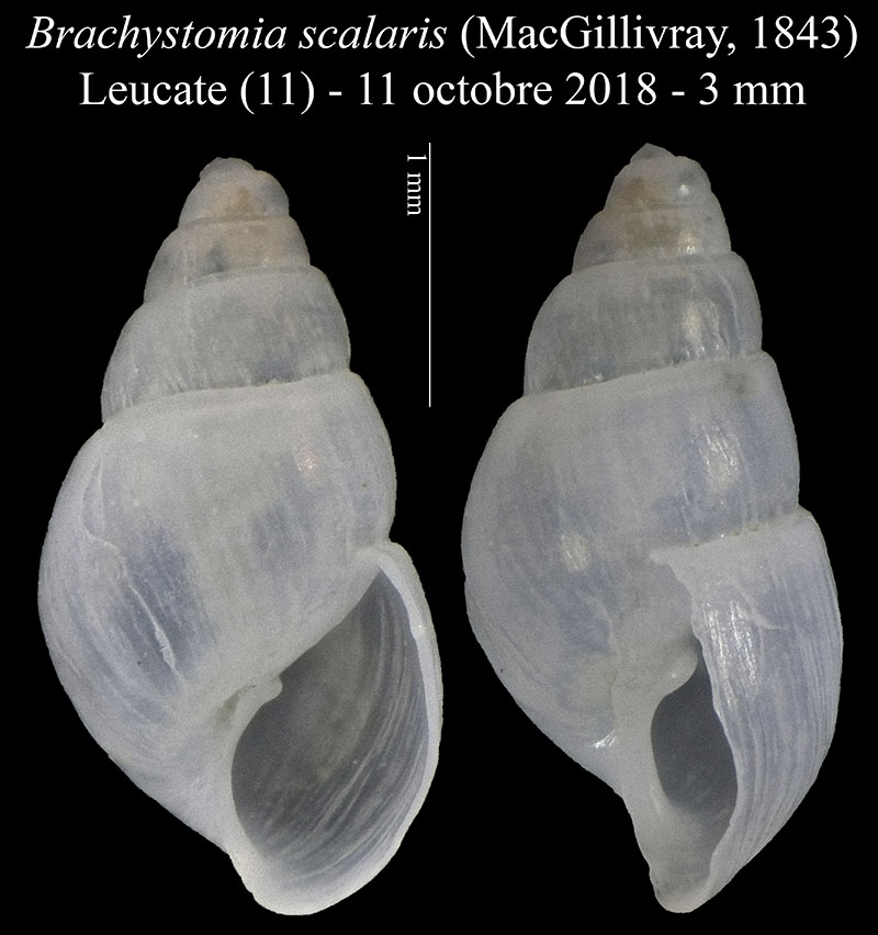 Brachystomia scalaris #59088