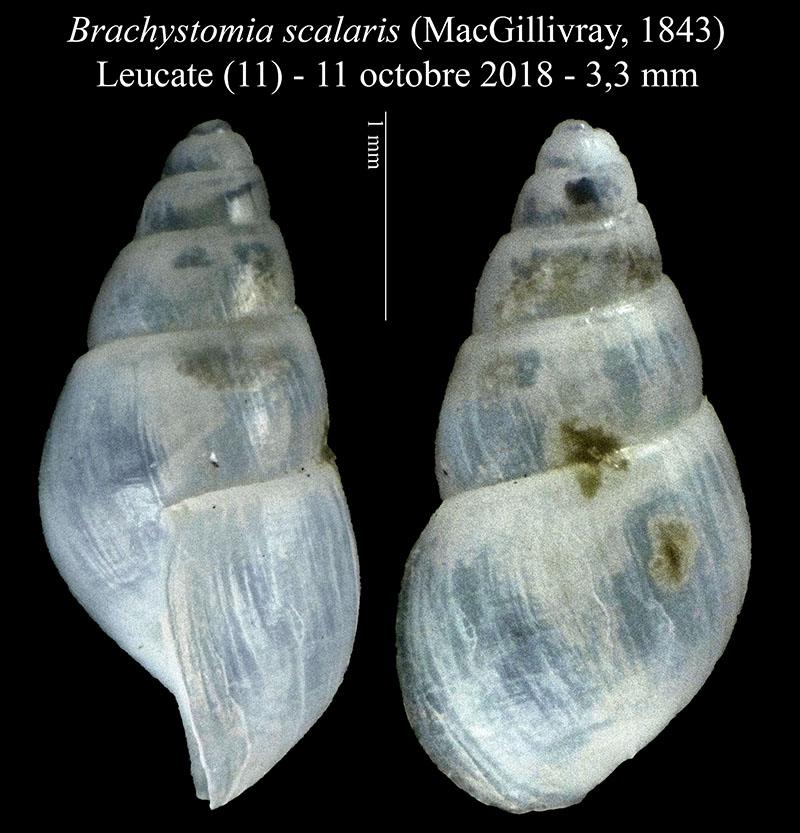 Brachystomia scalaris #59087