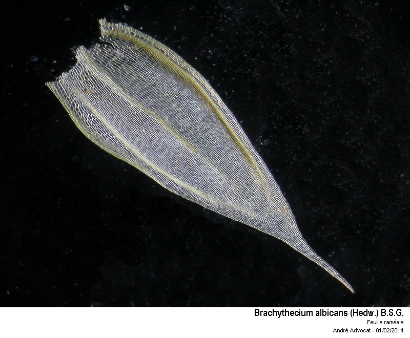 Brachythecium albicans (Hedw.) B.S.G. #36089
