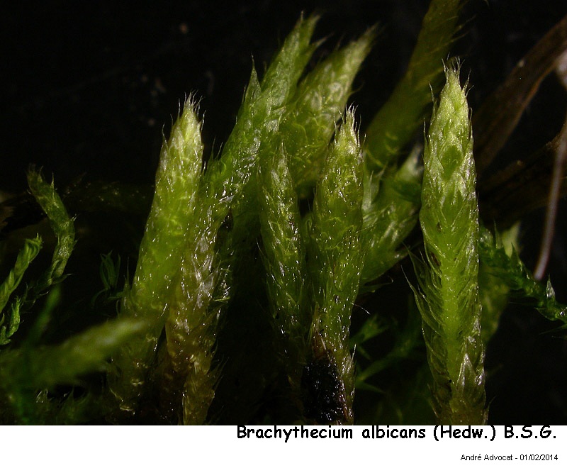 Brachythecium albicans (Hedw.) B.S.G. #36088