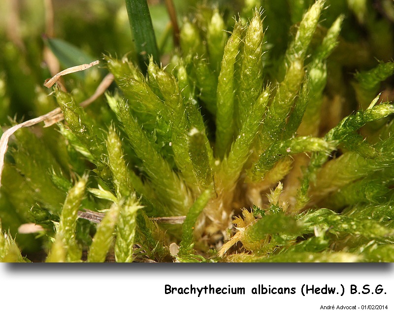 Brachythecium albicans (Hedw.) B.S.G. #36087