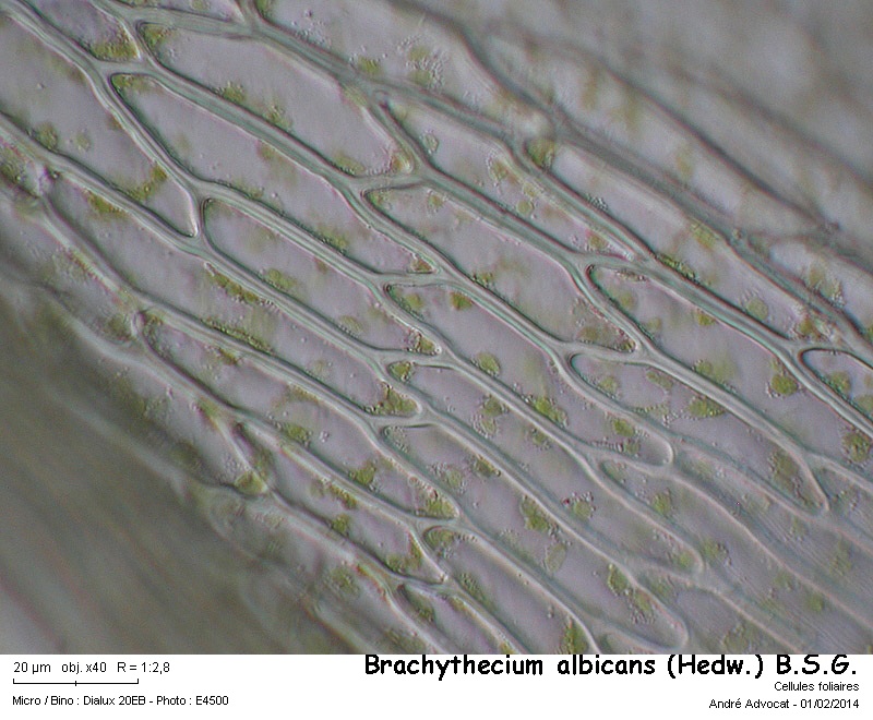 Brachythecium albicans (Hedw.) B.S.G. #36090
