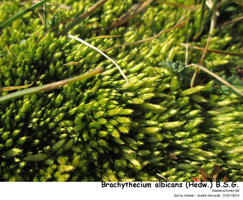 Brachythecium albicans (Hedw.) B.S.G. #36086